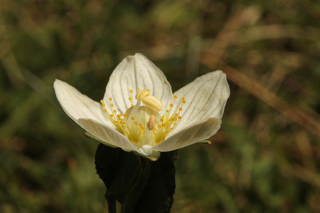 Parnassia palustris